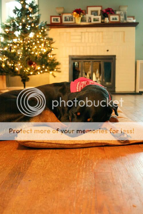 Baltimore Maryland Photographer Amanda Arnold