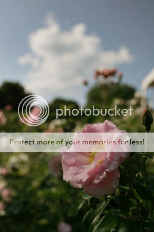 Baltimore Maryland Wedding Photographer Amanda Arnold It Flies By itfliesby