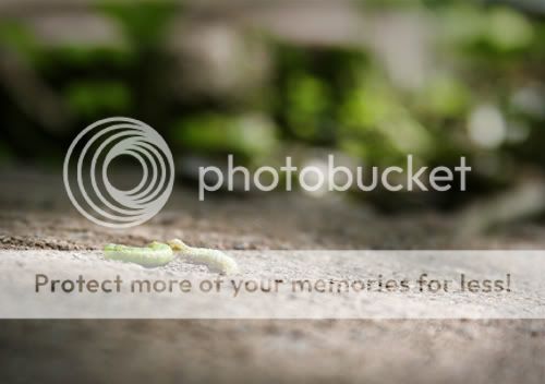 Baltimore Maryland Photographer Amanda Arnold It Flies By itfliesby