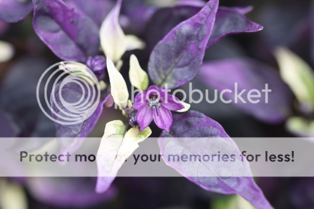 IMAGE: http://i695.photobucket.com/albums/vv313/Nerice/Flowers/10-0626LewisGinterIMG_5083.jpg