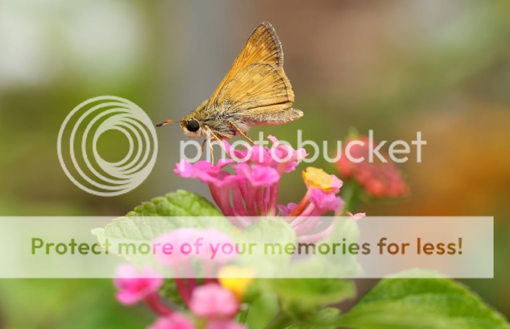 IMAGE: http://i695.photobucket.com/albums/vv313/Nerice/Flowers/10-0626LewisGinterIMG_5147.jpg