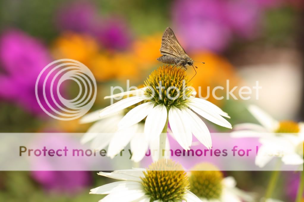 IMAGE: http://i695.photobucket.com/albums/vv313/Nerice/Flowers/10-0626LewisGinterIMG_5191.jpg