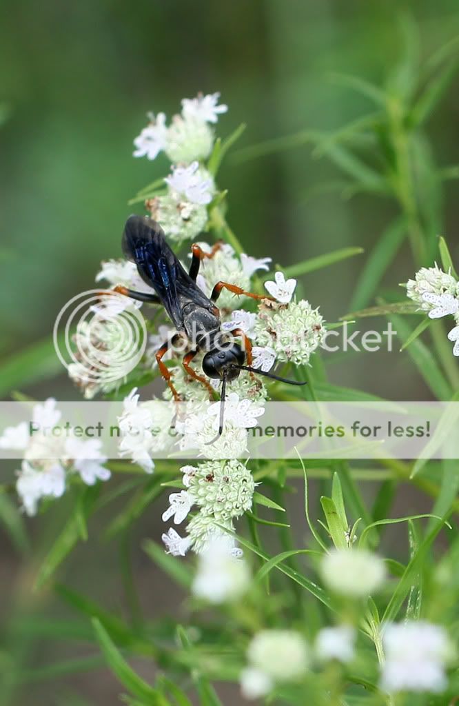 IMAGE: http://i695.photobucket.com/albums/vv313/Nerice/Flowers/10-0626LewisGinterIMG_5223.jpg