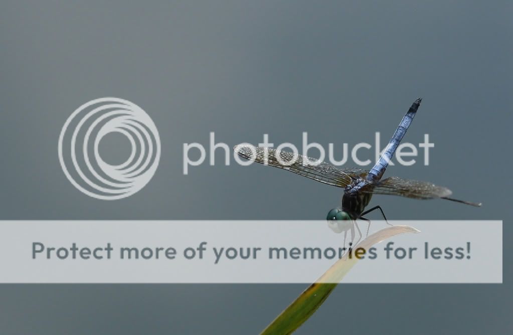 IMAGE: http://i695.photobucket.com/albums/vv313/Nerice/Flowers/10-0626LewisGinterIMG_5349.jpg