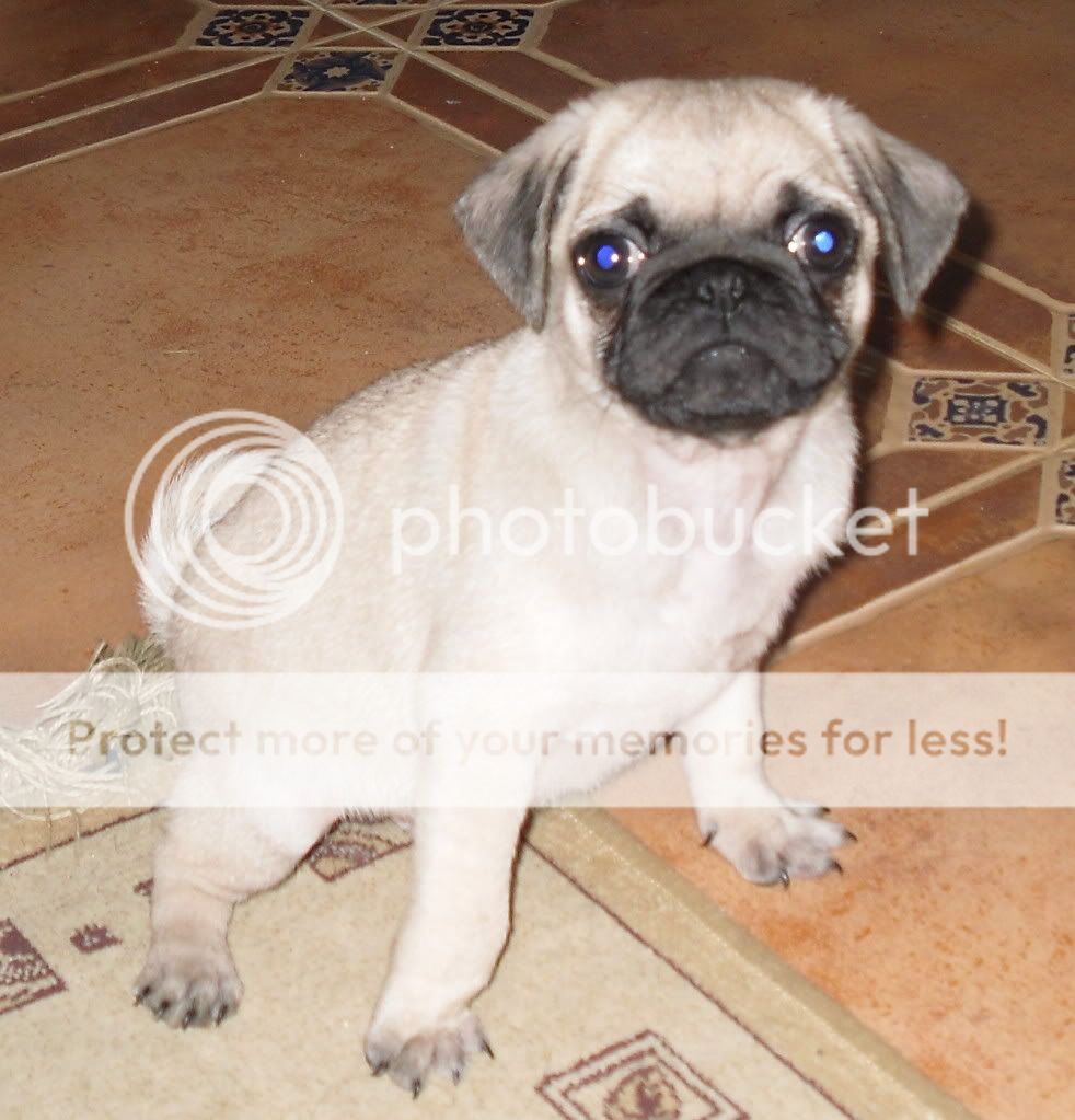 pug eye care pug eye myth page 2 pug eye care pug eye myth page 2