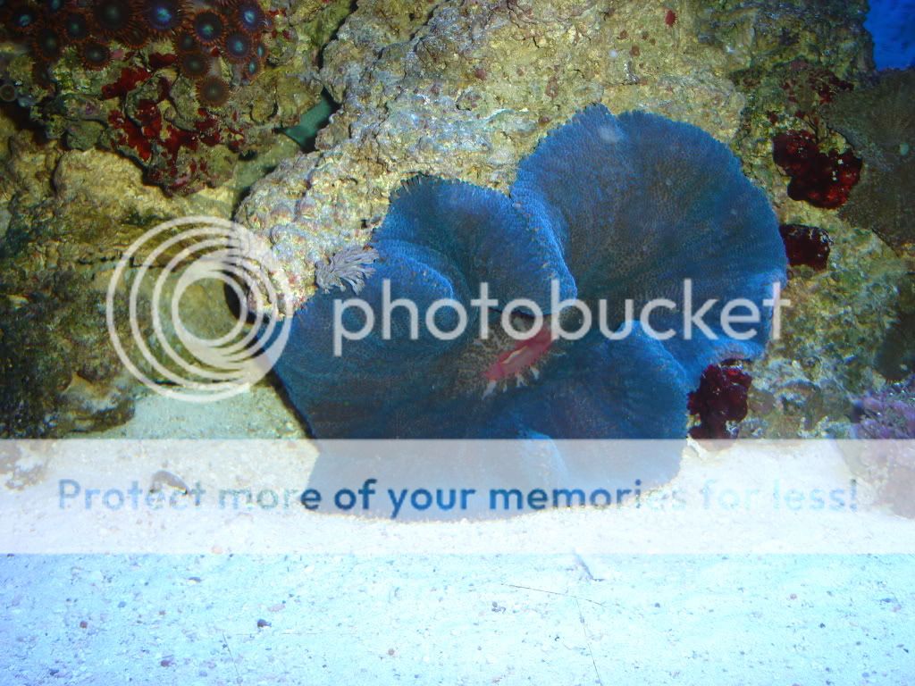 Carpet anemone spawning have questions... Reef Central Online Community