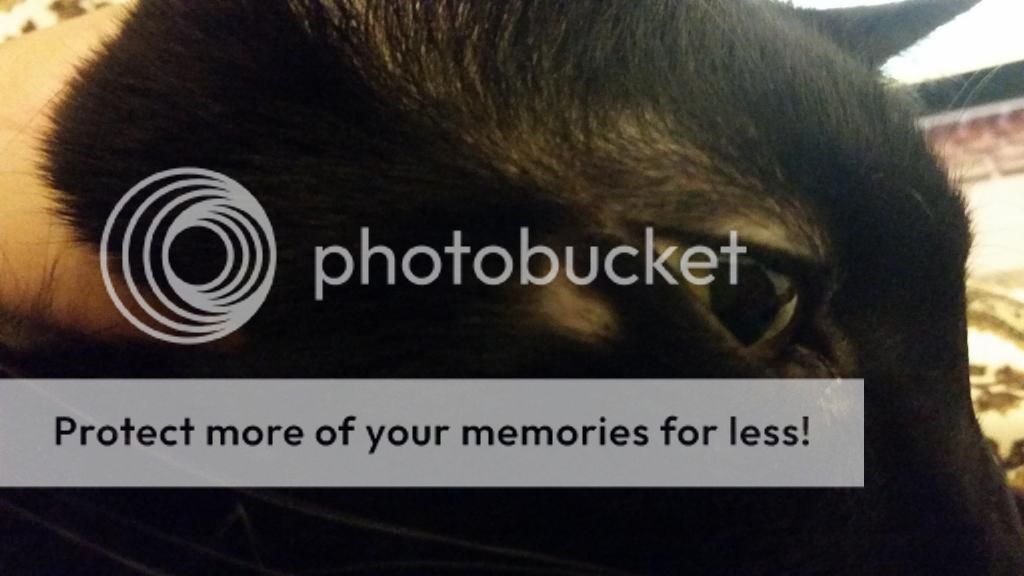 Little bald spot under eye Cat Forum