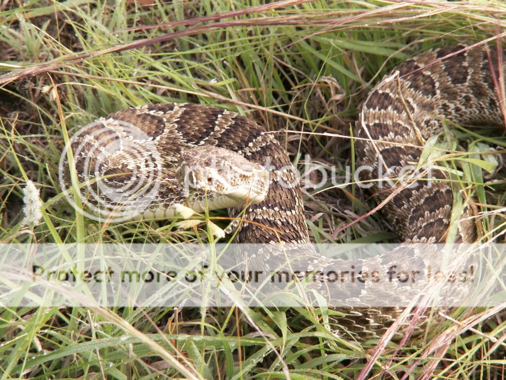 crotalus2?t1237858717