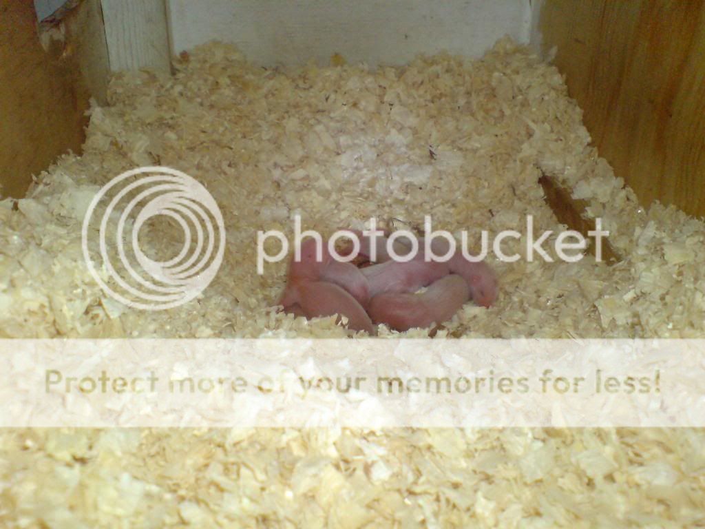 DSC00067_zps3ce2e4c2.jpg