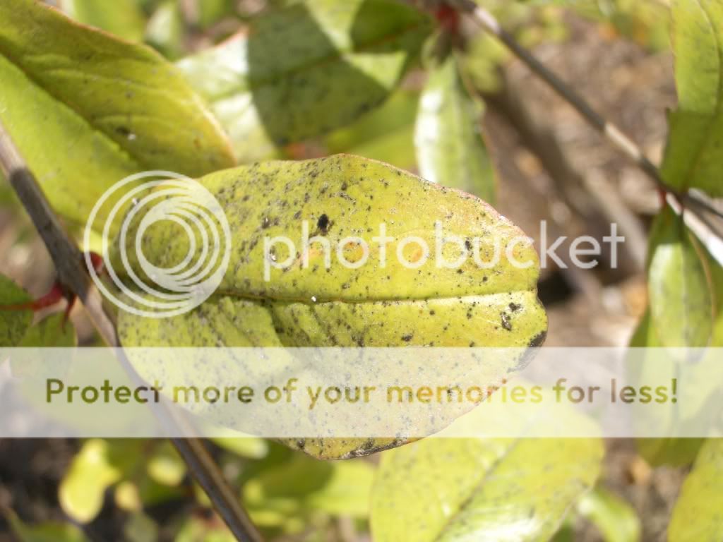 Help! My pomegranate tree's leaves are turning yellow!