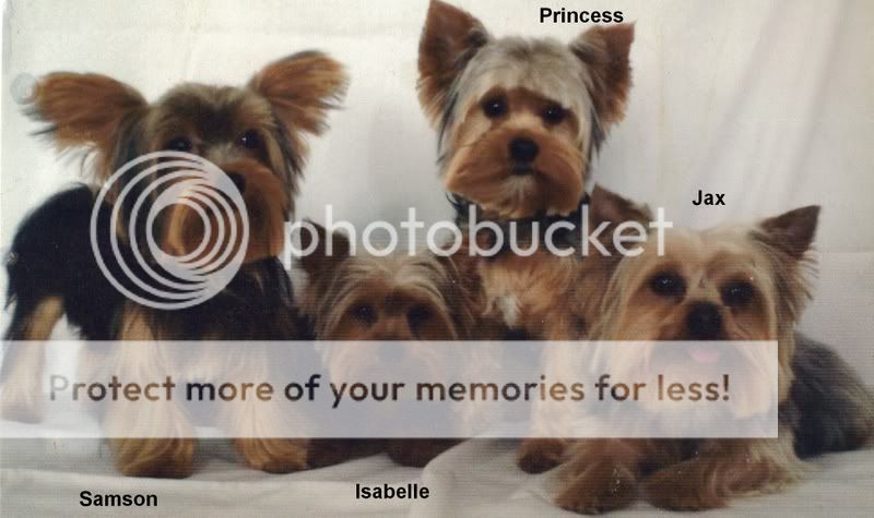 Dogs.jpg